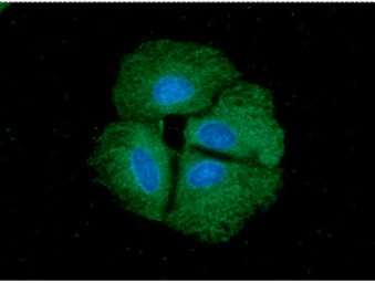 Anti-Cyclophilin 40 antibody [AT1B8] used in Immunocytochemistry/ Immunofluorescence (ICC/IF). GTX57711