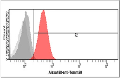 Anti-TOMM20 antibody [AT1B2] used in Flow cytometry (FCM). GTX57716
