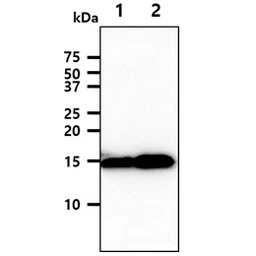 Anti-FIS1 antibody [AT3B7] used in Western Blot (WB). GTX57722