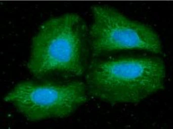 Anti-NMT1 antibody [AT2C8] used in Immunocytochemistry/ Immunofluorescence (ICC/IF). GTX57729