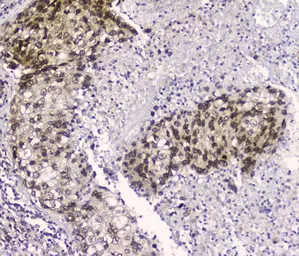 Anti-CRM1 antibody [5G3] used in IHC (Paraffin sections) (IHC-P). GTX57736