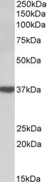 Anti-DAO antibody used in Western Blot (WB). GTX57737