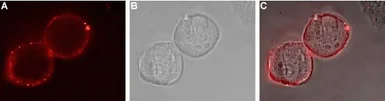 Anti-EphA1 antibody used in Live cell imaging (LCI). GTX57738