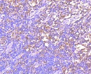 Anti-GCN2 antibody [ACAA-5] used in IHC (Paraffin sections) (IHC-P). GTX57742