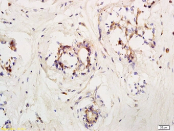 Anti-LIFR antibody used in IHC (Paraffin sections) (IHC-P). GTX60183
