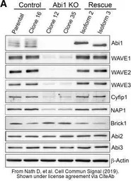 Anti-ABI3 antibody used in Western Blot (WB). GTX60228