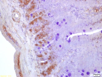 Anti-NGN3 antibody used in IHC (Paraffin sections) (IHC-P). GTX60254