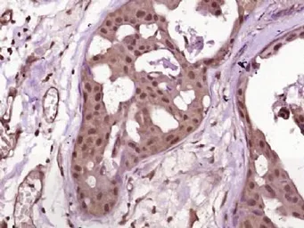 Anti-NGN3 antibody used in IHC (Paraffin sections) (IHC-P). GTX60254