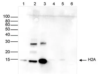 Anti-Histone H2A antibody - ChIP grade used in Western Blot (WB). GTX60347