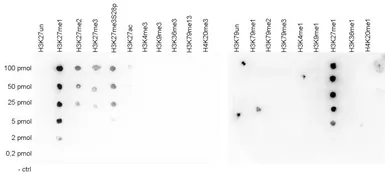 Anti-Histone H3K27me1 (Mono-methyl Lys27) antibody - ChIP grade used in Dot blot (Dot). GTX60350