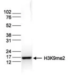 Anti-Histone H3K9me2 (Di-methyl Lys9) antibody - ChIP grade used in Western Blot (WB). GTX60357