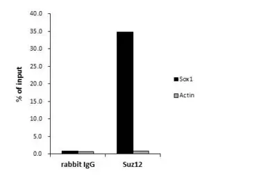 Anti-SUZ12 antibody - ChIP grade used in ChIP assay (ChIP assay). GTX60363