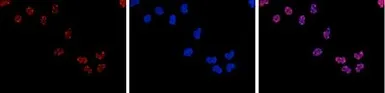 Anti-HDAC3 antibody [GT9007] used in Immunocytochemistry/ Immunofluorescence (ICC/IF). GTX60366