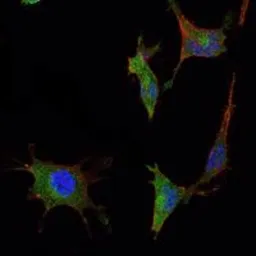 Anti-SMAD5 antibody [3H9] used in Immunocytochemistry/ Immunofluorescence (ICC/IF). GTX60384