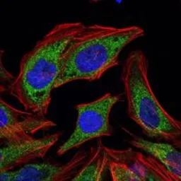 Anti-Pyruvate dehydrogenase kinase 1 / PDK1 antibody [4A11] used in Immunocytochemistry/ Immunofluorescence (ICC/IF). GTX60386