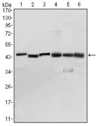 Anti-Pyruvate dehydrogenase kinase 1 / PDK1 antibody [4A11] used in Western Blot (WB). GTX60386