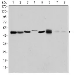 Anti-Aurora A antibody [4G10] used in Western Blot (WB). GTX60392