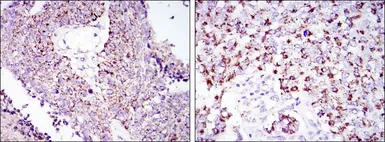 Anti-HSP60 antibody [3G8] used in IHC (Paraffin sections) (IHC-P). GTX60424