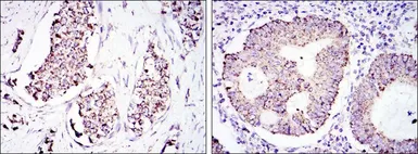 Anti-HSP60 antibody [3G8] used in IHC (Paraffin sections) (IHC-P). GTX60424
