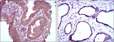 Anti-MTHFR antibody [5D3] used in IHC (Paraffin sections) (IHC-P). GTX60435