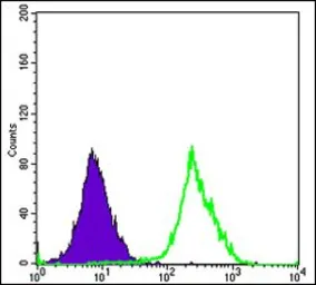 Anti-FUK antibody [6E2] used in Flow cytometry (FCM). GTX60438