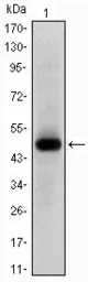 Anti-c-Myc antibody [7E10] used in Western Blot (WB). GTX60440