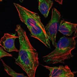 Anti-HSP27 antibody [5D7] used in Immunocytochemistry/ Immunofluorescence (ICC/IF). GTX60444