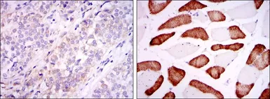 Anti-ABCG2 antibody [3G8] used in IHC (Paraffin sections) (IHC-P). GTX60447