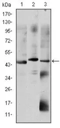 Anti-OTX2 antibody [1H12C4B5] used in Western Blot (WB). GTX60448