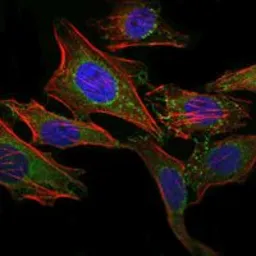 Anti-ABCG2 antibody [1H2] used in Immunocytochemistry/ Immunofluorescence (ICC/IF). GTX60450