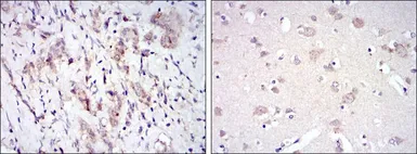Anti-FYN antibody [2A10] used in IHC (Paraffin sections) (IHC-P). GTX60460