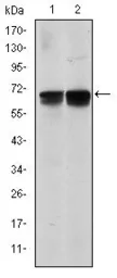 Anti-BLNK antibody [5G9] used in Western Blot (WB). GTX60463