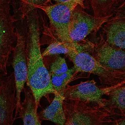 Anti-NFkB p105/p50 antibody [5D10D11] used in Immunocytochemistry/ Immunofluorescence (ICC/IF). GTX60465