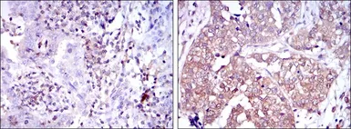 Anti-NFkB p105/p50 antibody [5D10D11] used in IHC (Paraffin sections) (IHC-P). GTX60465