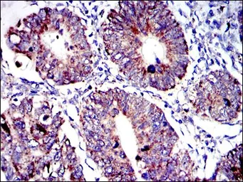 Anti-AIF antibody [4E7] used in IHC (Paraffin sections) (IHC-P). GTX60476