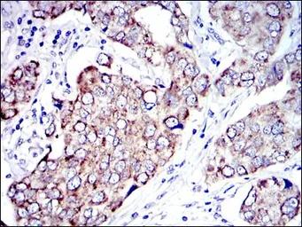 Anti-AIF antibody [4E7] used in IHC (Paraffin sections) (IHC-P). GTX60476