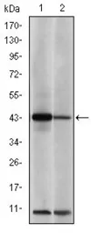 Anti-c-Jun antibody [5B1] used in Western Blot (WB). GTX60477