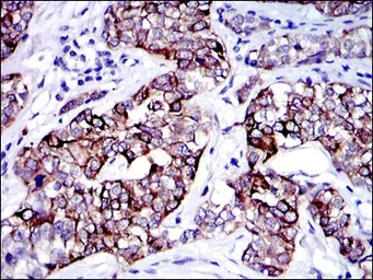 Anti-Cytokeratin 19 antibody [4E8] used in IHC (Paraffin sections) (IHC-P). GTX60480