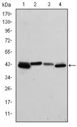 Anti-Cytokeratin 19 antibody [4E8] used in Western Blot (WB). GTX60480