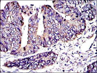 Anti-CRK antibody [3G11C1] used in IHC (Paraffin sections) (IHC-P). GTX60487