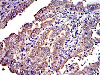 Anti-CRK antibody [3G11E8] used in IHC (Paraffin sections) (IHC-P). GTX60488