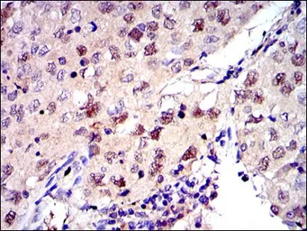 Anti-MCM2 antibody [2B3] used in IHC (Paraffin sections) (IHC-P). GTX60491