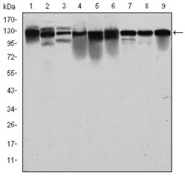 Anti-MCM2 antibody [2B3] used in Western Blot (WB). GTX60491