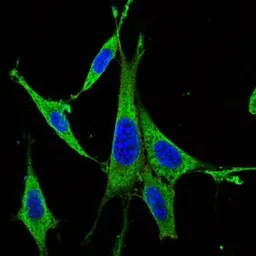 Anti-ERK1 antibody [1E5] used in Immunocytochemistry/ Immunofluorescence (ICC/IF). GTX60492