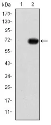 Anti-GATA5 antibody [1B11] used in Western Blot (WB). GTX60493