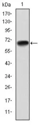 Anti-PGC1 alpha antibody [1G8] used in Western Blot (WB). GTX60496