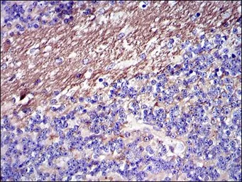 Anti-Fibrinogen gamma antibody [4H9] used in IHC (Paraffin sections) (IHC-P). GTX60502