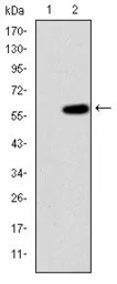 Anti-MEKK2 antibody [4B4] used in Western Blot (WB). GTX60504