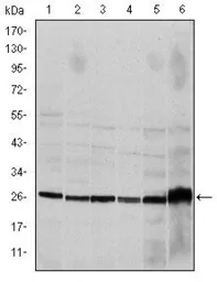 Anti-Caspase 8 antibody [1H11] used in Western Blot (WB). GTX60510