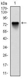 Anti-Bmi1 antibody [3E3] used in Western Blot (WB). GTX60516